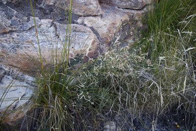 Elegia asperiflora, photographed by Tony Rebelo