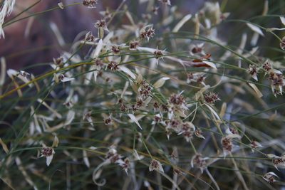 Elegia asperiflora, photographed by Tony Rebelo