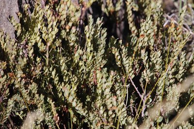 Clutia alaternoides, photographed by Tony Rebelo