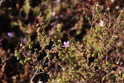 Pelargonium englerianum, photographed by Tony Rebelo