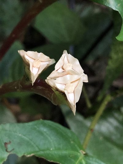 Monolena primuliflora, photographed by Jared Shorma