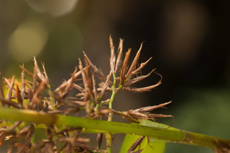 Rhynchospora sclerioides, photographed by Kevin Faccenda