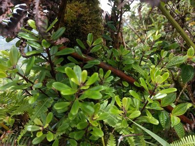 Myrsine sandwicensis, photographed by Kevin Faccenda