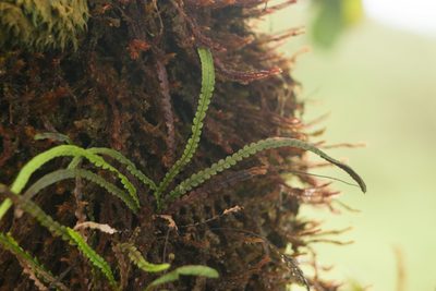 Stenogrammitis saffordii, photographed by Kevin Faccenda