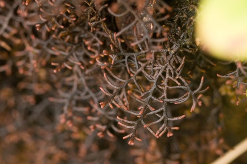 Frullania apiculata, photographed by Kevin Faccenda