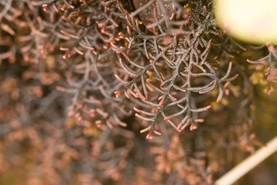 Frullania apiculata, photographed by Kevin Faccenda