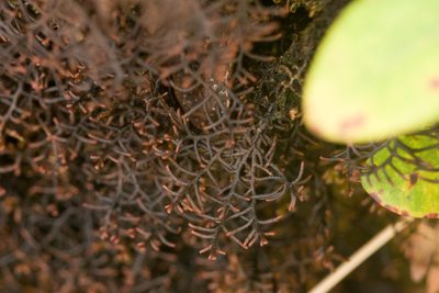 Frullania apiculata, photographed by Kevin Faccenda