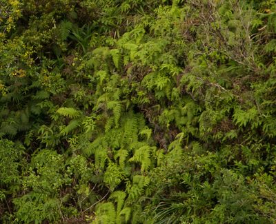 Diplopterygium pinnatum, photographed by Kevin Faccenda