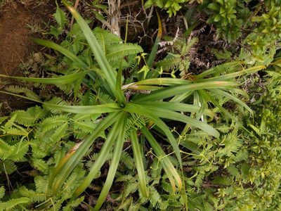 Freycinetia arborea, photographed by Kevin Faccenda