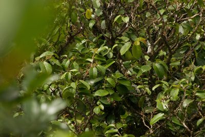 Antidesma platyphyllum, photographed by Kevin Faccenda