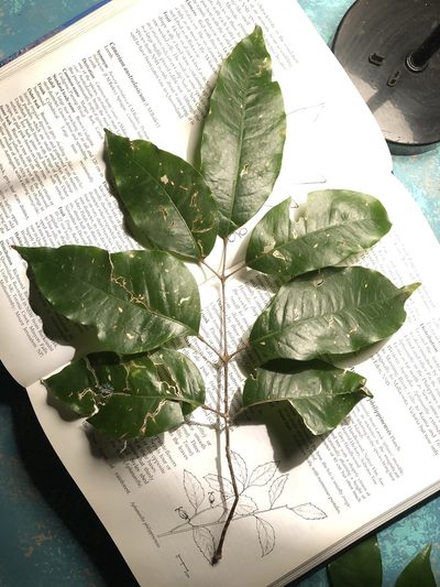 Canarium australasicum, photographed by Samuel Frankel