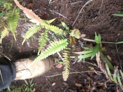 Blechnum appendiculatum, photographed by Kevin Faccenda