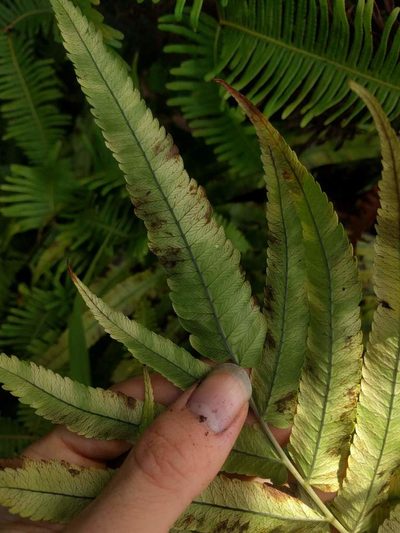 Menisciopsis cyatheoides, photographed by Kevin Faccenda