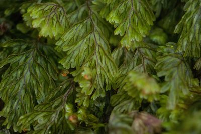 Hymenophyllum lanceolatum, photographed by Kevin Faccenda
