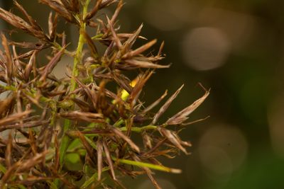 Rhynchospora sclerioides, photographed by Kevin Faccenda