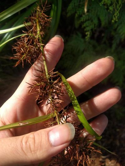 Rhynchospora sclerioides, photographed by Kevin Faccenda