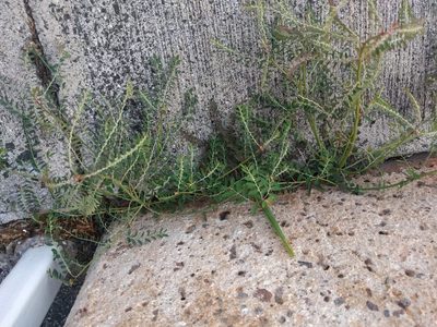 Phyllanthus debilis, photographed by Kevin Faccenda