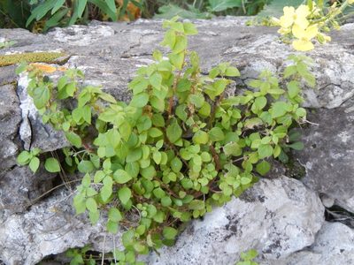 Parietaria lusitanica, photographed by Luca Fornasari
