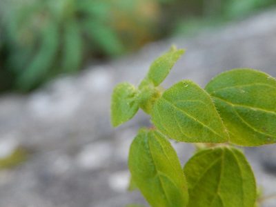 Parietaria lusitanica, photographed by Luca Fornasari