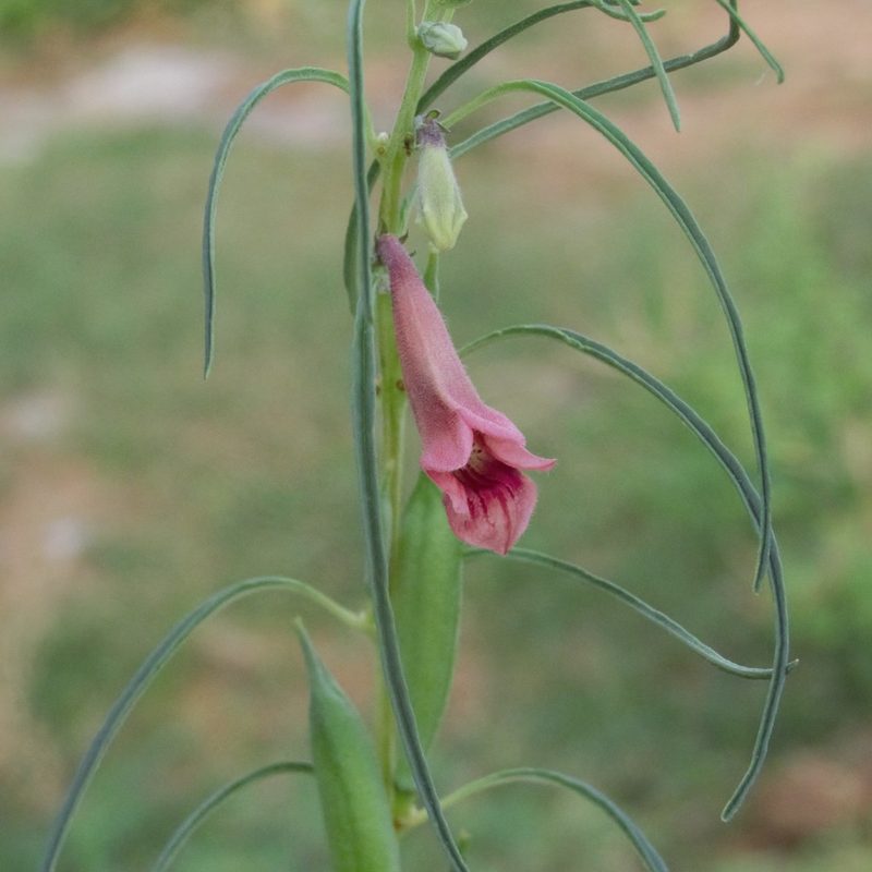 Sesamum alatum, photographed by Paulmathi Vinod