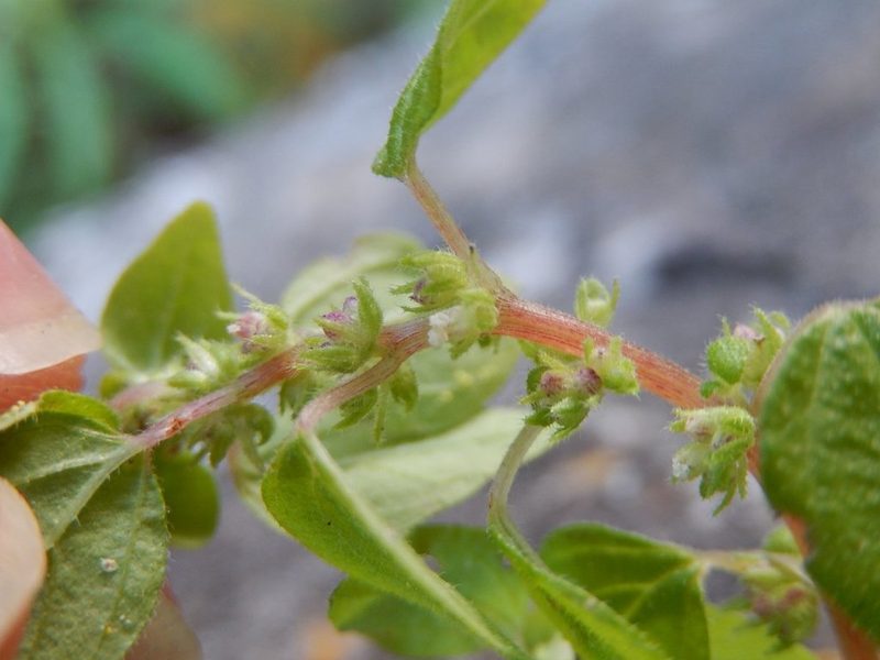 Parietaria lusitanica, photographed by Luca Fornasari