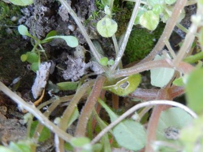 Parietaria lusitanica, photographed by Luca Fornasari
