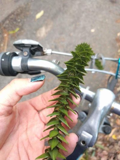Araucaria bidwillii, photographed by Kevin Faccenda