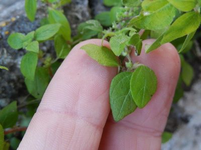 Parietaria lusitanica, photographed by Luca Fornasari