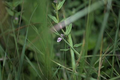 Scutellaria minor, photographed by Billy Fullwood