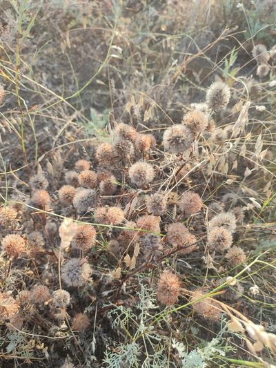 Trifolium diffusum, photographed by Igor Balashov