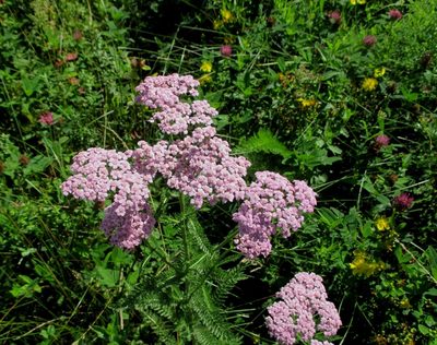 Achillea asiatica, photographed by Эльмира