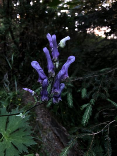 Aconitum moldavicum, photographed by Conrad Altmann