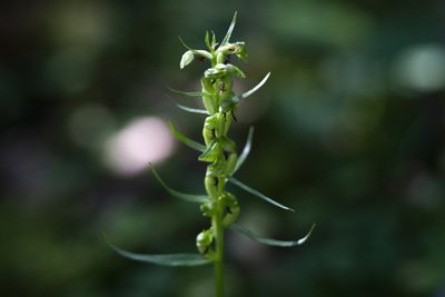 Dactylorhiza viridis, photographed by Conrad Altmann