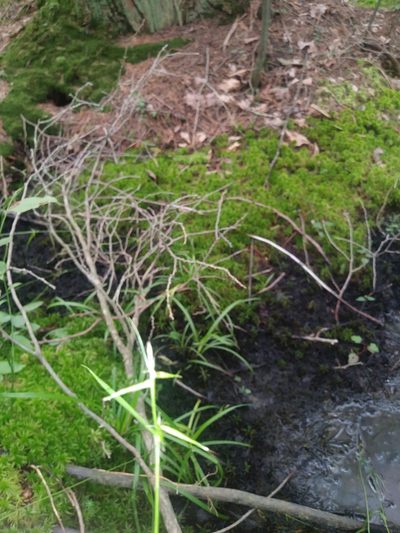 Carex collinsii, photographed by Chris Hoess