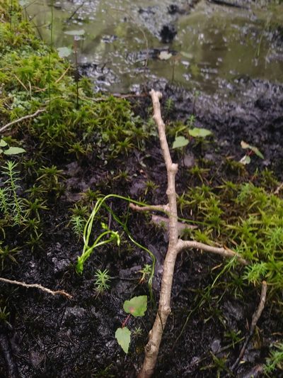 Bartonia paniculata, photographed by Chris Hoess