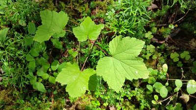 Ribes spicatum, photographed by Yurii Basov