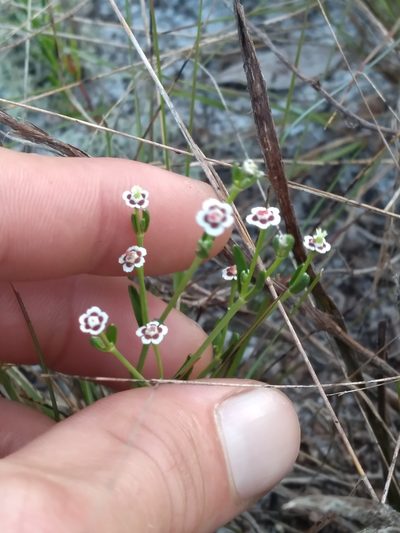 Euphorbia polyphylla, photographed by Scott Ward