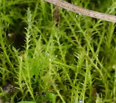 Pleuridium ecklonii, photographed by Nicola van Berkel