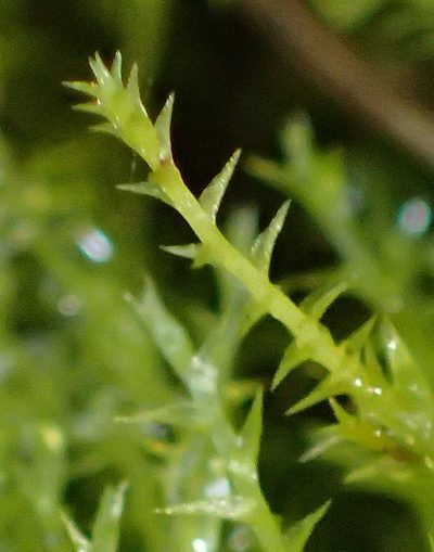 Pleuridium ecklonii, photographed by Nicola van Berkel