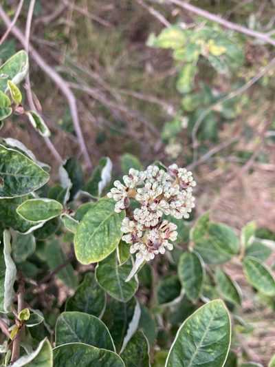 Pomaderris pilifera, photographed by krumpianking