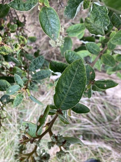 Pomaderris pilifera, photographed by krumpianking