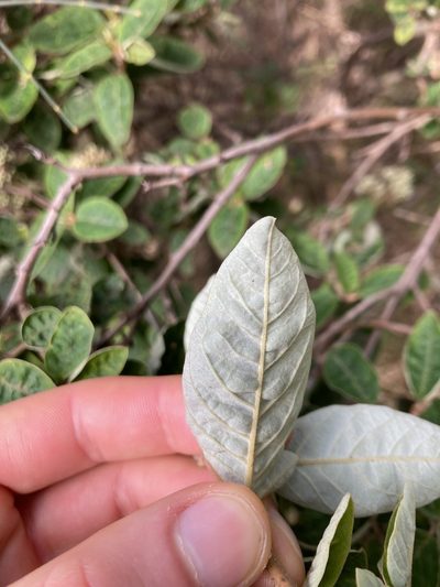 Pomaderris pilifera, photographed by krumpianking