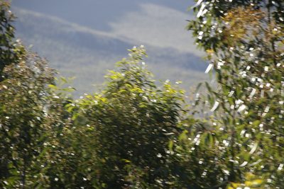 Eucalyptus cladocalyx, photographed by Tony Rebelo