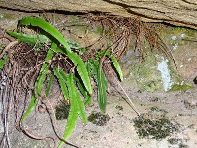 Doodia linearis, photographed by Gary Williams