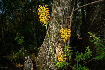 Platanthera cristata, photographed by evangrimes