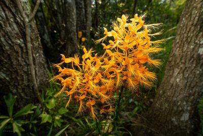 Platanthera ciliaris, photographed by evangrimes