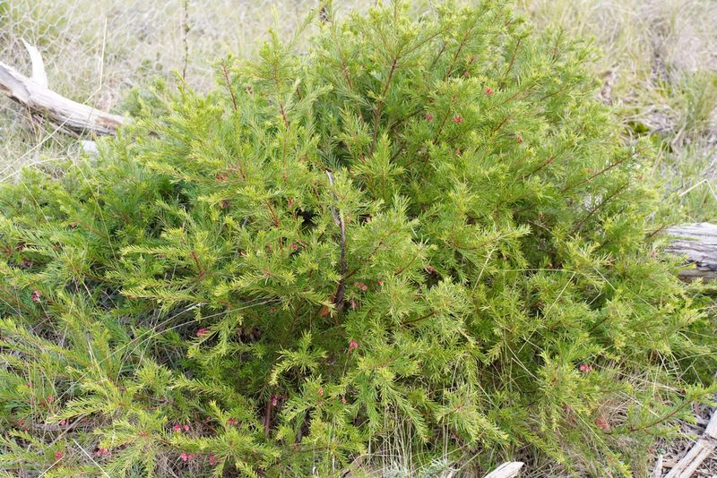 Grevillea rosmarinifolia, photographed by Ben Fisher