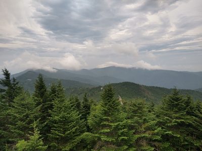 Abies fraseri, photographed by Schyler Brown