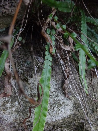 Doodia linearis, photographed by Gary Williams