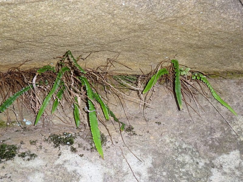 Doodia linearis, photographed by Gary Williams